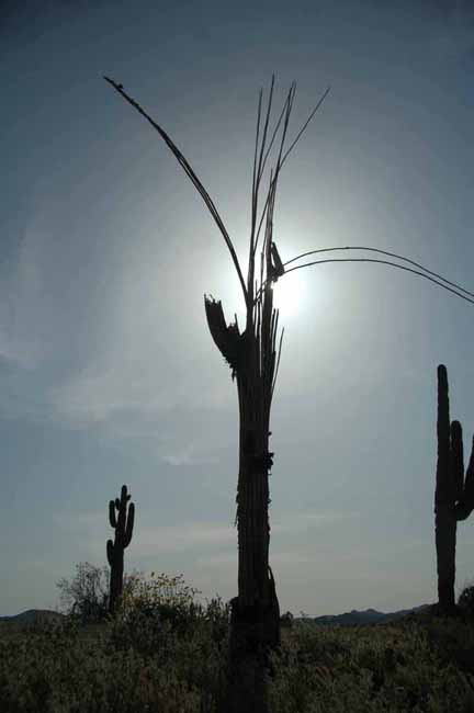 a saguaro skeleton